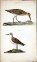 o. w. Alpenstrandläufer u. w. juv. Zwergstrandläufer o. w. Alpenstrandläufer u. w. juv. Zwergstrandläufer