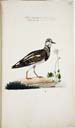 w. juv. Steinwälzer w. juv. Steinwälzer