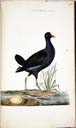 m. Teichhuhn m. Teichhuhn