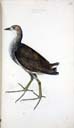 w. juv. Teichhuhn w. juv. Teichhuhn