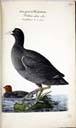 o. m. / u. juv. Blässhuhn o. m. / u. juv. Blässhuhn