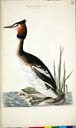 m. Haubentaucher m. Haubentaucher