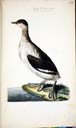 m. juv. Ohrentaucher m. juv. Ohrentaucher