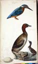 o. m. Eisvogel mi. w. / u. juv. Zwergtaucher o. m. Eisvogel mi. w. / u. juv. Zwergtaucher