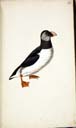 juv. Papageitaucher juv. Papageitaucher