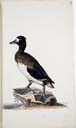 juv. Reiherente juv. Reiherente