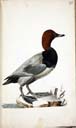 m. Tafelente m. Tafelente