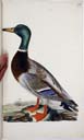 m. Stockente m. Stockente