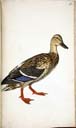 w. Stockente w. Stockente