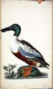 m. Löffelente m. Löffelente