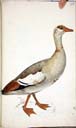 Nilgans Nilgans