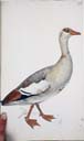 Nilgans Nilgans