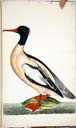 m. Gänsesäger m. Gänsesäger