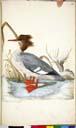 w. Gänsesäger w. Gänsesäger