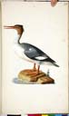 w. Mittelsäger w. Mittelsäger