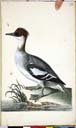 w. Zwergsäger w. Zwergsäger