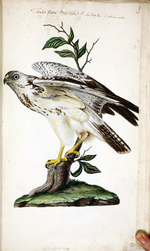 heller Musebussard