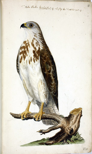 w. Musebussard