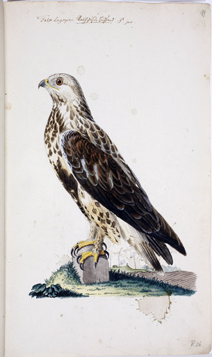 Raufubussard
