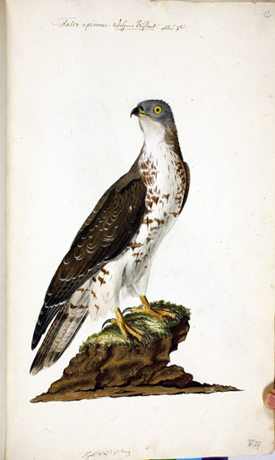 m. Westenbussard