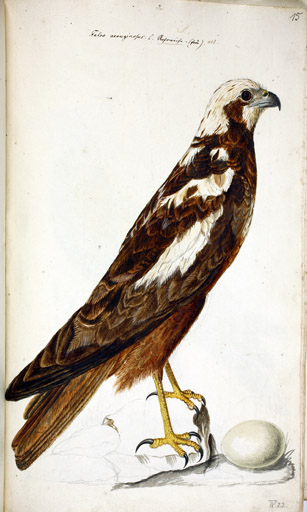 juv. Rohrweihe
