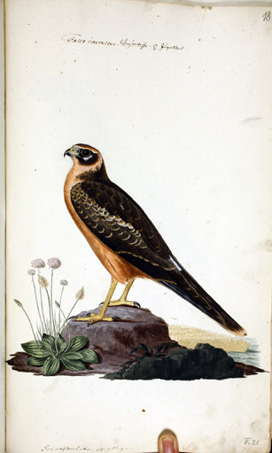 w. Kornweihe