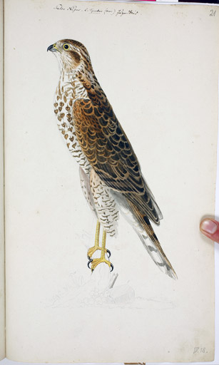 w. juv. Sperber