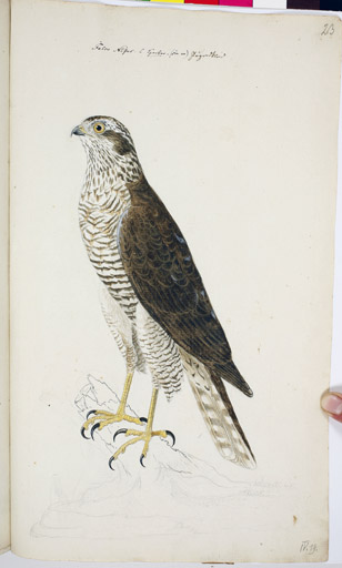 m. juv. Sperber