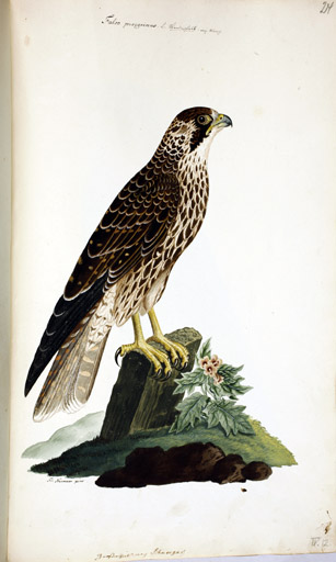 m. juv. Wanderfalke