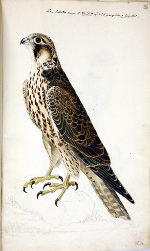 m. juv. Wanderfalke