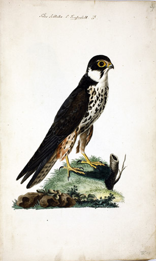 m. Baumfalke