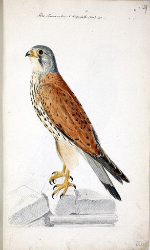 Turmfalke