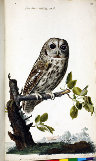 m. Waldkauz