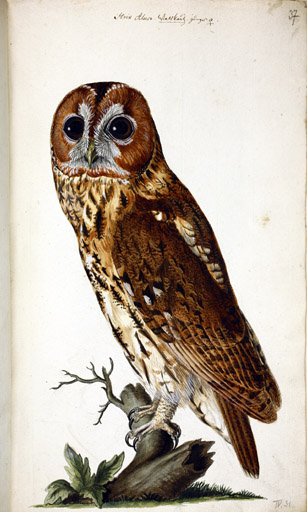 w. juv. Waldkauz
