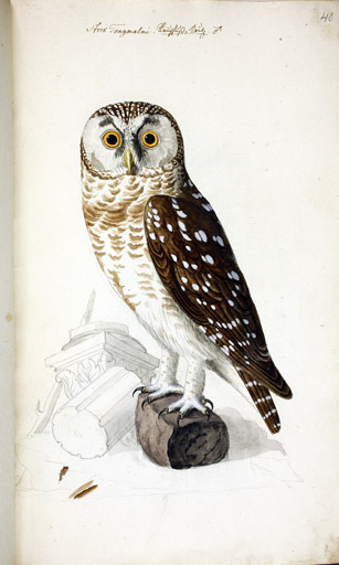 m. Raufukauz