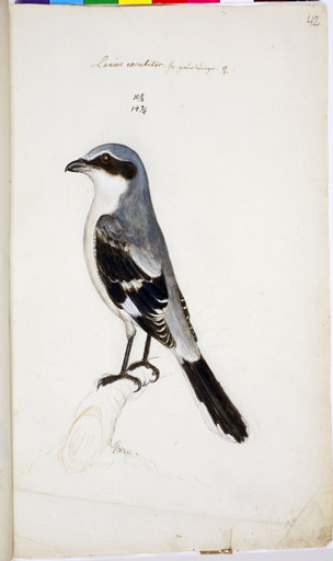 w. Raubwrger