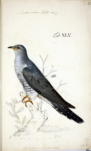w. Kuckuck