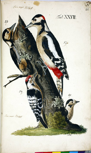 o.l. w. / o.r. m. Buntspecht u.l. m. / u.r. w. Kleinspecht