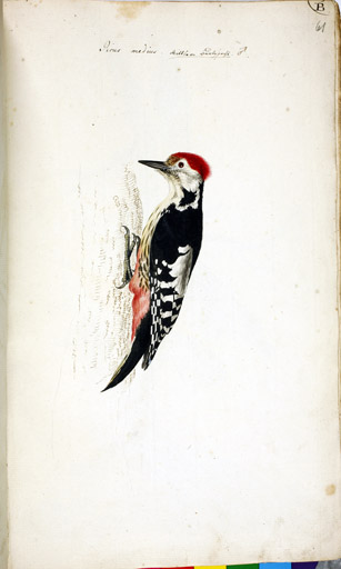m. Mittelspecht