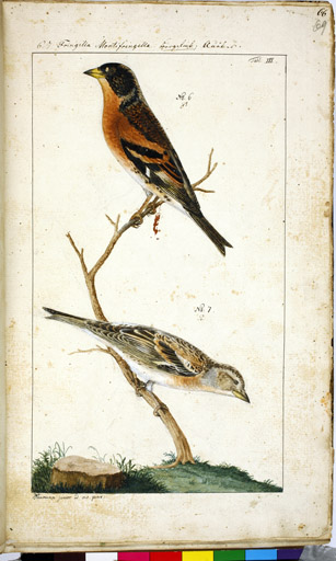 o. m. / u. w. Bergfink
