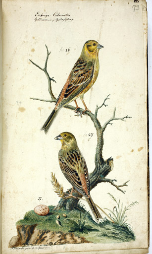 o. m. / u. w. Goldammer