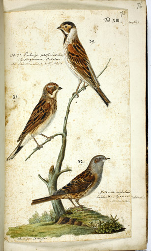 o. m. / mi. w. Ortolan u. Heckenbraunelle