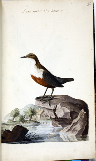 Wasseramsel