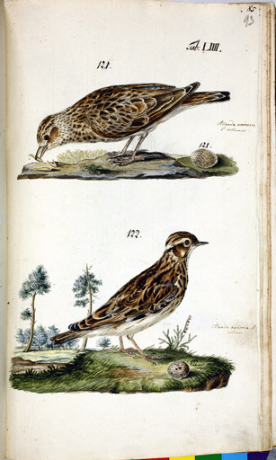 o. m. Feldlerche u. m. Heidelerche