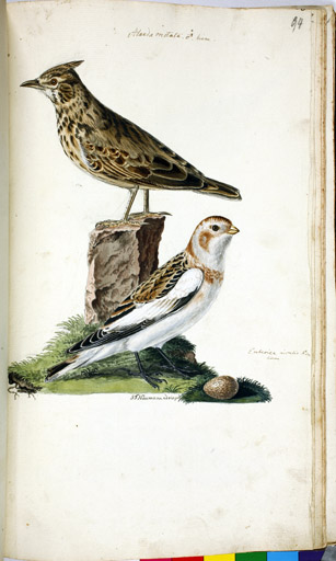 o. m. Haubenlerche u. m. Schneeammer