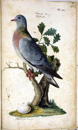 m. Hohltaube