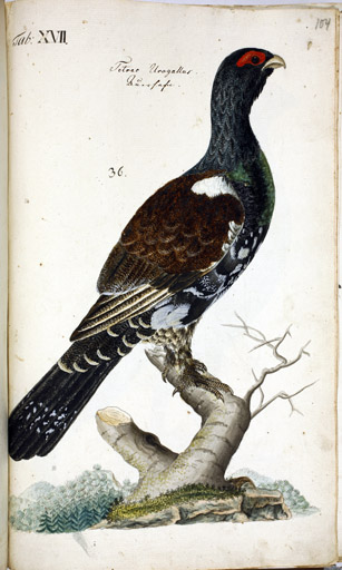 m. Auerhuhn