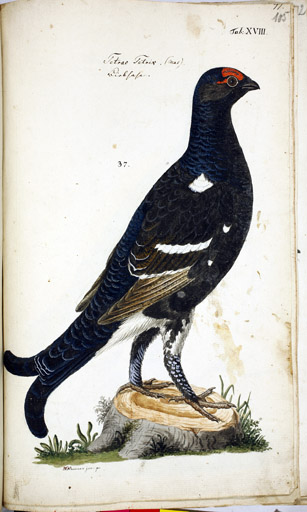 m. Birkhuhn