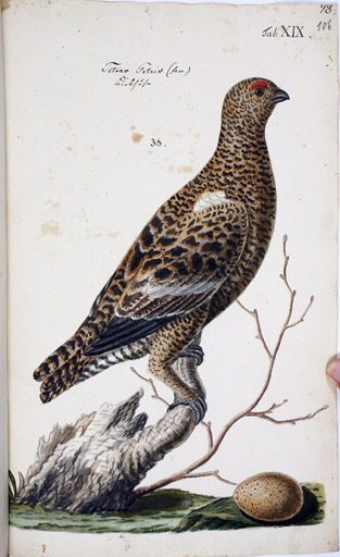 w. Birkhuhn