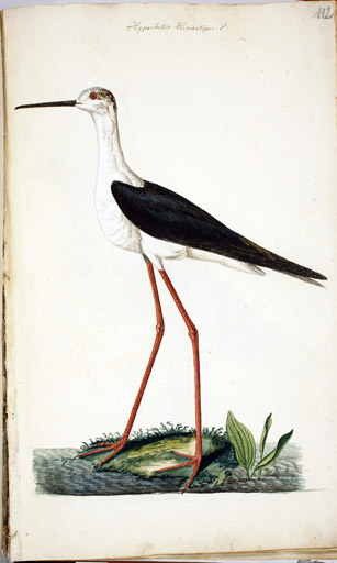 m. Stelzenlufer